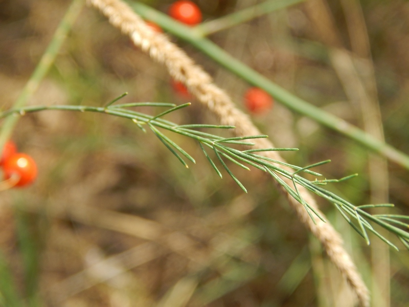 Asparagus officinalis